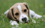 Diamant - Beagle (9 mois)