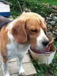 Calou - Beagle M&acirc;le (6 ans)