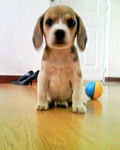 lili - Beagle (2 mois)