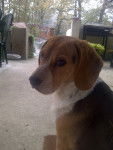 Happy - Beagle M&acirc;le (9 mois)