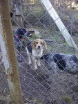 asqua - Beagle (10 ans)