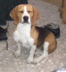 Kikis - Beagle (4 ans)