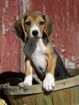 marcelle - Beagle Mâle (6 mois)