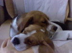 filoup et maggy - Beagle