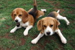 Los Hermanos - Beagle (5 mois)