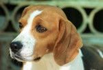 Looks like Bailey - Beagle