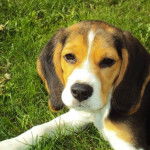 maple - Beagle (2 ans)