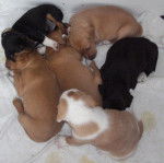 noumi - Beagle M&acirc;le