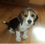 Lila - Beagle (1 an)