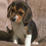 Elfy - Beagle (3 mois)