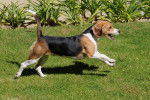 Roxy - Beagle (4 ans)