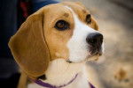 Beagle - Beagle (3 ans)