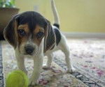 Lola - Beagle (3 ans)