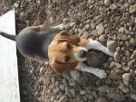 Fiby - Beagle (2 ans)