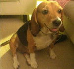 Ginger - Beagle (8 ans)