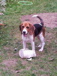 Izou - Beagle M&acirc;le (7 mois)