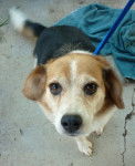 Toby - Beagle (14 ans)
