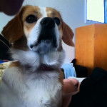 Jody - Beagle (2 ans)