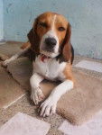 barbi - Beagle (10 mois)