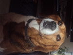 Winch - Beagle (12 ans)
