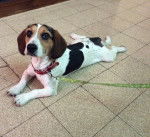 Dream - Beagle M&acirc;le (10 mois)