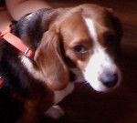 Phayte - Beagle (2 ans)