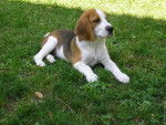 Bart - Beagle M&acirc;le (2 mois)