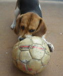 Floraya - Beagle (4 ans)