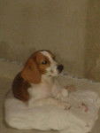 thara - Beagle (3 mois)