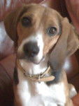 Free - Beagle (6 ans)