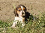 Beagle - Beagle