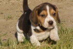 Beagle - Beagle