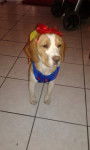 perri nieves - Beagle (8 mois)