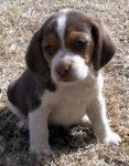 nana - Beagle (1 mois)