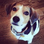 Polly - Beagle (11 mois)