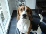 beagle bulle - Beagle