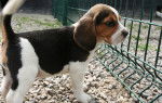 Karita - Beagle (1 mois)