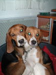 beagles : austin et patch - Beagle