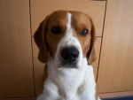 beagle urgo - Beagle