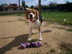 Beagle Bulle - Beagle
