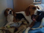 Beagle Urgo & Bulle - Beagle
