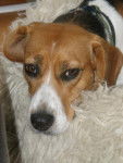 Beagle-LOLA - Beagle