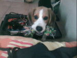 Petit beagle.Biggie - Beagle