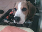 Petit beagle.Biggie - Beagle
