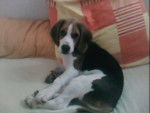 Petit beagle.Biggie - Beagle