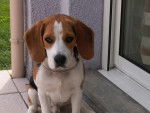 Beagle CZERNY - Beagle