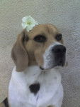 beagle GuIgUi - Beagle