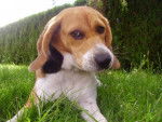 BEAGLE Angie - Beagle