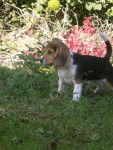 BEAGLE CASSY 4 MOIS - Beagle (4 mois)