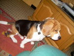 beagle - Beagle